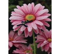 N.LANSHAN Diy Kit Tricot Debutant Tapis Chrysanthèmes Roses Et Libellules Kits De Crochet Pour Débutants，Seniors Et Amateurs De Bricolage 3D. Kit De Fabrication De Tapis. 90x120cm