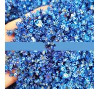 NAABHIKA 140 PCS Vraies Fleurs Séchées Brésil Petite Étoile Fleur pour DIY Art Artisanat Résine Époxy Bougie Faire des Bijoux De Mariage Décoration De La Maison-Bleu