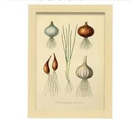 Nacnic Affiche de Oignons inspiré par de cuisine vintage. Cadres décoratifs pour votre salon, chambre, maison. Impression d'art mural. Tailles A4 avec des cadres de bois léger