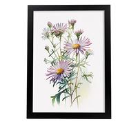 Nacnic Aster Affiche dans le style Aquarelle Fleur Plante Botanique Minimaliste Illustration Fond Blanc Impression d'art mural pour la la maison de la du salon Design d'intérieur Modèle 5 A4