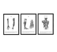 Nacnic-Ensemble de 3 Affiches d'anatomie en Noir et Blanc avec des Images du Corps Humain. Pack de fiches sur la biologie avec Bras, Jambe et Dos. Format A3 avec Cadre.