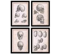 Nacnic Ensemble de 4 affiches d'anatomie humaine. Crâne adulte. Illustrations de biologie et de médecine dans un style vintage. Conception et décoration d'intérieur. A4 sans cadre.