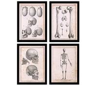 Nacnic Ensemble de 4 affiches d'anatomie humaine. Squelette et crâne. Illustrations de biologie et de médecine dans un style vintage. Conception et décoration d'intérieur. A4 sans cadre.