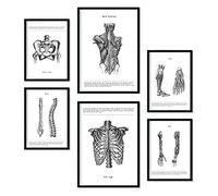 Nacnic Ensemble de 6 affiches d'anatomie. Collection de plaques avec collage esthétique pour la décoration d'intérieur. Tailles A3 et A4. Avec cadre noir.
