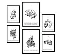 Nacnic Ensemble de 6 affiches d'organes internes. Collection de plaques avec collage esthétique pour la décoration d'intérieur. Tailles A3 et A4. Sans cadre.