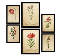 Nacnic Fleurs Rouges Affiches. Illustrations Nature et Botanique en Couleur avec des Thèmes Floraux dans un Style de Papier Vintage. Design d'intérieur et décoration. A4 & A3.