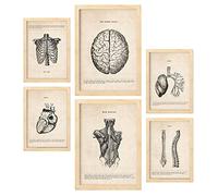 Nacnic Haut du corps Affiches. Illustrations Médicales de Style Vintage de l'anatomie, des Parties du Corps, des Os et des Muscles. Design d'intérieur et décoration. A4 & A3 Cadres en bois.