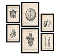 Nacnic Haut du corps Affiches. Illustrations Médicales de Style Vintage de l'anatomie, des Parties du Corps, des Os et des Muscles. Design d'intérieur et décoration. A4 & A3 Cadres noirs.