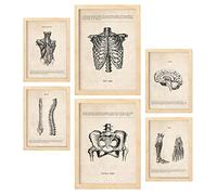 Nacnic La tête aux pieds Affiches. Illustrations Médicales de Style Vintage de l'anatomie, des Parties du Corps, des Os et des Muscles. Design d'intérieur et décoration. A4 & A3 Cadres en bois.