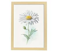 Nacnic Marguerite Shasta Affiche dans style Aquarelle Fleur Plante Botanique Minimaliste Fond Blanc Impression mural pour maison de salon Design d'intérieur Modèle 2 A4 avec cadre bois clair