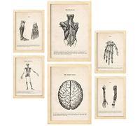 Nacnic Membres et cerveau Affiches. Illustrations Médicales de Style Vintage de l'anatomie, des Parties du Corps, des Os et des Muscles. Design d'intérieur et décoration. A4 & A3 Cadres en bois.