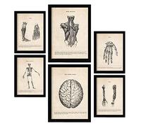 Nacnic Membres et cerveau Affiches. Illustrations Médicales de Style Vintage de l'anatomie, des Parties du Corps, des Os et des Muscles. Design d'intérieur et décoration. A4 & A3 Cadres noirs.