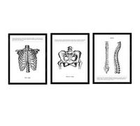 Nacnic Set de 3 affiches anatomiques. Décoration murale de style vintage de bassin, colonne vertébrale et cage thoracique. Assortiment de photos en noir et blanc de l'anatomie humaine. Taille A3.