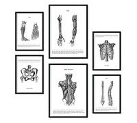 Nacnic - Set de 6 cadres d’anatomie Muscles et Os (dos, jambe, bras, colonne, bassin, côtes). Posters idéaux pour les cliniques. Formats A3 et A4, avec cadre noir.