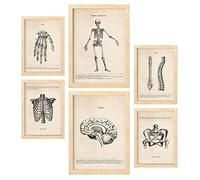 Nacnic Squelette Affiches. Illustrations Médicales de Style Vintage de l'anatomie, des Parties du Corps, des Os et des Muscles. Design d'intérieur et décoration. A4 & A3 Cadres en bois.