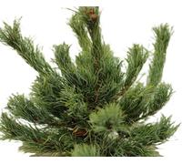 Nain de pin rouge du Japon - Pin Pinus densiflora Low Glow - 25-30 cm - Résistant à l'hiver