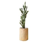 Nairobie Cactus plante artificielle Tanaman - TANAMAN A PT11 TR3