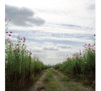 Nakashima, Motohiro - We Hum on The Way Home [Import]