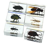 NAMOARLY 6pcs Spécimens Insectes Résine pour Enseignement Scientifique Durabilité et Vue Claire Structure Interne pour Collection et Presse-papiers