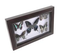 NAMOARLY Cadre Mural en Bois avec Spécimen D’insecte A7, Décoration Intérieure Artisanale, Boîte à Spécimens Protégée par Vitre Transparente, Ornement Mural Compact pour Bureau et Salon,