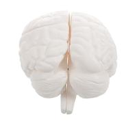 NAMOARLY Modèle Anatomique Cerveau Humain Démontable Parties avec Tronc Cérébral pour École Du Cerveau Enseignement Pédagogique Éducatif