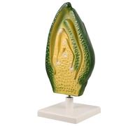 NAMOARLY Modèle D'anatomie Végétale pour l'enseignement De La Biologie. Modèle De Cellule Végétale 3D À Utiliser en Classe. Améliore La Compréhension De La Croissance des Plantes.