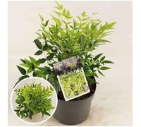 Nandina dom. 'Magical Lemon And Lime'® - Bambou céleste 25- 30 cm - conteneur