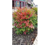 Nandina domestica OBSESSED® 'Seika' / Bambou sacré compact/Conteneur de 3 à 4 litres