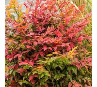 Nandina Gulf Stream - Bambou sacré persistant pour le jardin