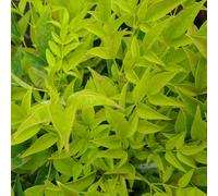 Nandina Lemon and Lime : Bambou sacré, arbuste rustique d'extérieur