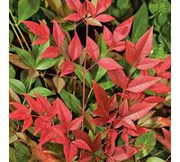 Nandina 'Obsessed' - Bambou sacré rustique et persistant pour le jardin