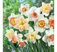 Narcisi Bulbi di Narciso Narcissus bulbi facili da piantare piantare giardini decorazioni per la casa