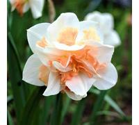 Narcisi Bulbi di Narciso Narcissus bulbi facili da piantare piantare giardini decorazioni per la casa