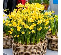 Narcissi/Narcissus - Bulbi a molla a bulbi Narcisi