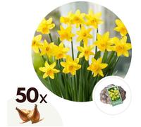 Narcissus Tête-à-Tête x50 - Bulbes de Jonquille - Bulbes de fleurs vivaces