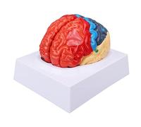 Naroote Modèle D'anatomie du Cerveau, Conception en PVC à Partition Colorée | Identification claire des zones cérébrales, partitions fonctionnelles affichées, idéal à des fins éducatives