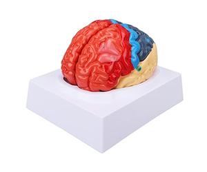 Naroote Modèle D'anatomie du Cerveau, Conception en PVC à Partition Colorée | Identification claire des zones cérébrales, partitions fonctionnelles affichées, idéal à des fins éducatives