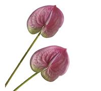 Naroote Simulation de Fleur D'anthurium Verte Réaliste, Plante en Tissu de Soie, Cadeau d'anniversaire Rouge 60cm pour Décor D'appartement, de Magasin et de Bureau (25.00)