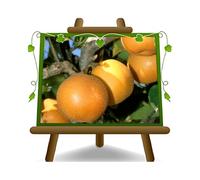 NASHI Kosui plante fruitière vieux sur un pot de 26 max 220 cm - 4 ans