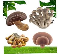 NASSMOSSE 4 pièces/Ensemble Figurines de Champignons Champignons réalistes, décorations de éducatives respectueuses l'environnement pour Les projets scientifiques, Jouet d'apprentissage d'annive