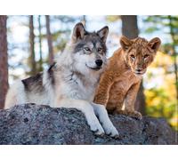 Nathan - Puzzle 500 pièces - Le Loup et Le Lion - Adultes et Enfants dès 12 Ans - Puzzle de qualité supérieure - Encastrement Parfait - Collection Vie Sauvage - 12000958