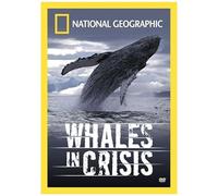 National Geographic - Whales In Crisis