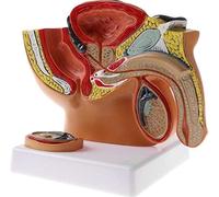 Natomical Homme Pelvis Modèle 1: 2 Mini Modèle anatomique Sagittal du bassin masculin humain, Testis, Prottiste, Système urinaire pour l'affichage d'étude anatomique