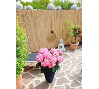 Natte de roseaux - Pare-vue naturel en roseaux 30 cm 600 cm