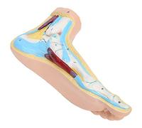 Natudeco Modèle d'anatomie du pied Modèle de squelette de pied grandeur nature Modèle de muscles et de ligaments du pied pour les cliniques, les écoles, les présentations (pied normal)