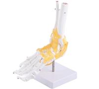 Natudeco Modèle de squelette de pied modèle de cheville Modèle de cheville humain grandeur nature modèle squelette d'anatomie médicale