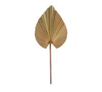 NATURAL LIVING" Feuille DE Palmier EVENTAIL H100CM