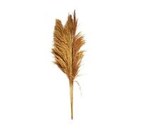 NATURAL LIVING" Pampa Naturel H160CM