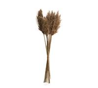 NATURAL LIVING" Pampa Naturel X20PCS H65CM-H75CM