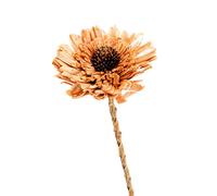 NATURALYS-Fleur en bois de Sola et coco forme Œillet - diamètre 8 x H 53 cm